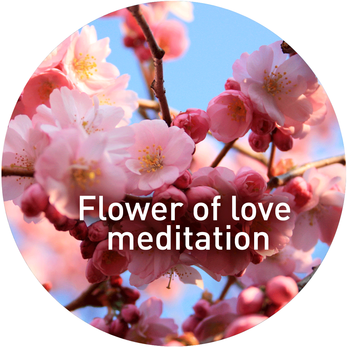 Guided meditation. Flower of love